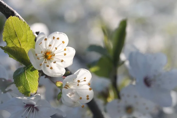 Close-up van voorjaar bloem — Stockfoto