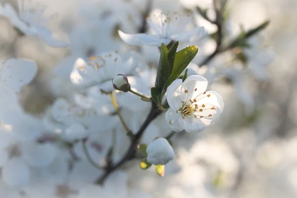 봄 꽃의 근접 촬영 — 스톡 사진