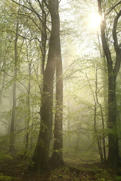 Floresta de faia nebulosa — Fotografia de Stock