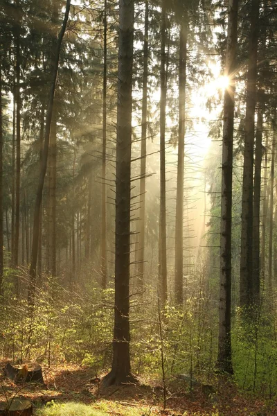 Misty coniferous forest at dawn — Stock Photo, Image