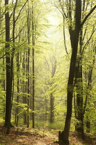 Jarní bukový les za úsvitu — Stock fotografie