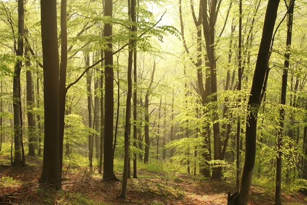 Wiosenny las bukowy o świcie — Zdjęcie stockowe