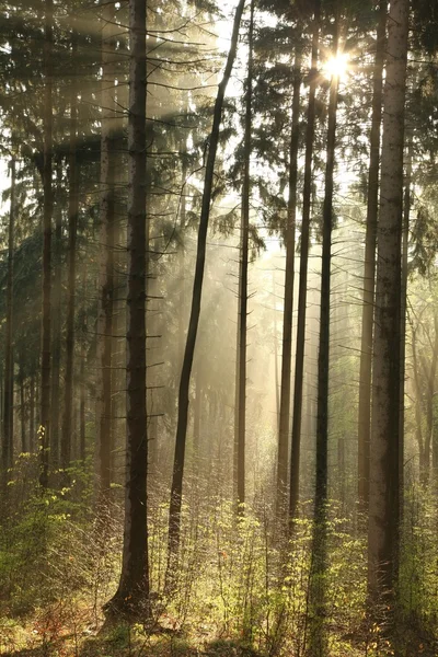 Мистический хвойный лес на рассвете — стоковое фото