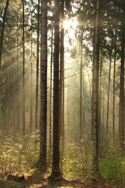Forêt de conifères brumeuse à l'aube — Photo