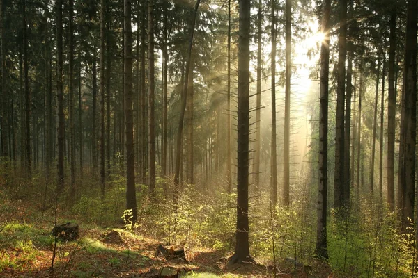 Bosque de coníferas brumosas al amanecer — Foto de Stock