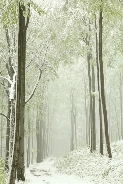 Wiosna lasu bukowego w zimowej scenerii — Zdjęcie stockowe