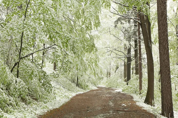Bosque de haya de primavera en el paisaje de invierno — Foto de Stock