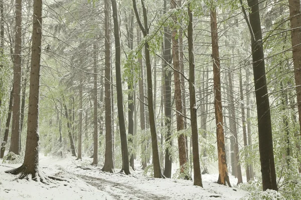 Bosque de haya de primavera en el paisaje de invierno —  Fotos de Stock
