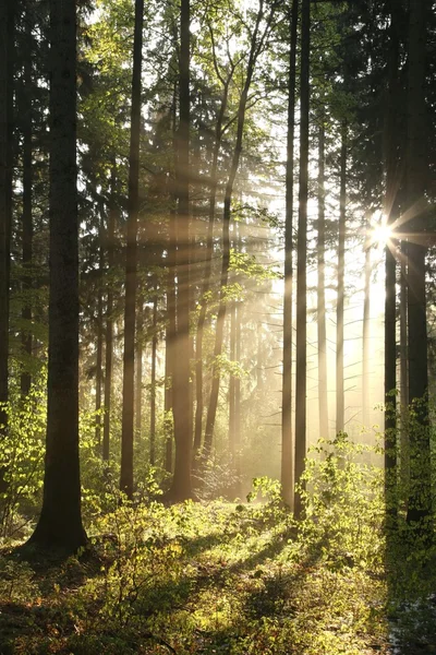 Coniferous forest on a spring morning — Stock Photo, Image