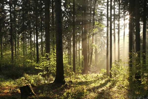 Foresta di conifere in una mattina di primavera — Foto Stock