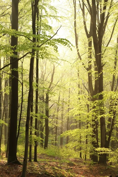 Jarní bukový les za úsvitu — Stock fotografie
