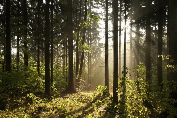 Naaldhout bos op een lentemorgen — Stockfoto