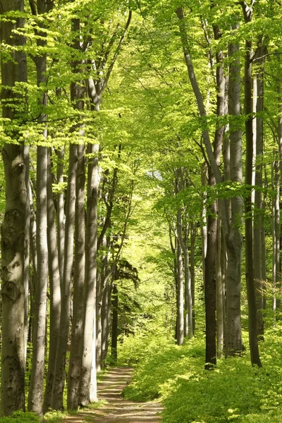 Jarní bukového lesa — Stock fotografie