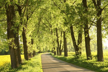 Country road in the springtime clipart