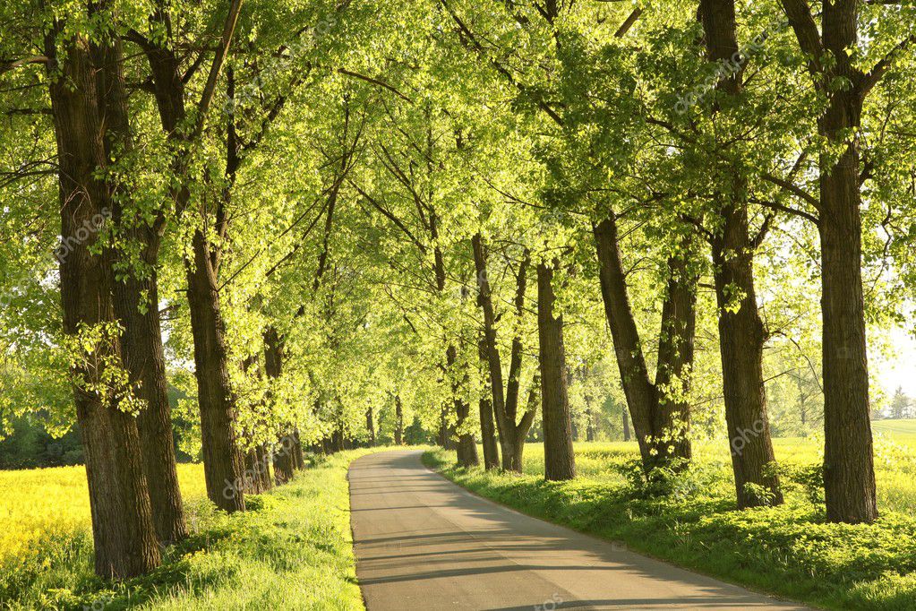 Country road in the springtime — Stock Photo © nature78 #5597331