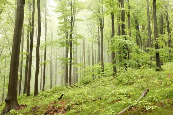 Voorjaarsbeukenbos in de mist — Stockfoto