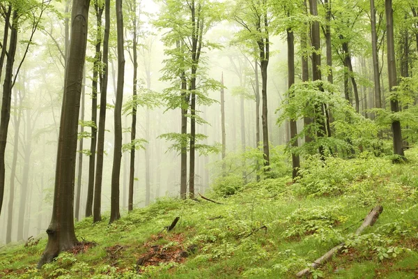 Siste bahar kayın ormanları — Stok fotoğraf