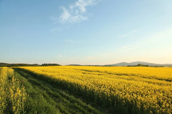 stock image Spring landscape at sunset