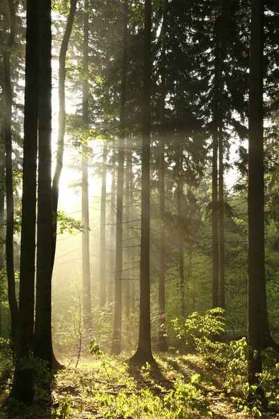 Foresta di conifere in una mattina di primavera — Foto Stock