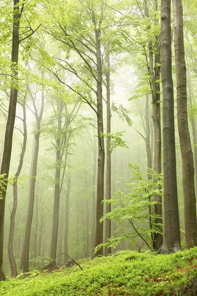 Весенний буковый лес в тумане — стоковое фото