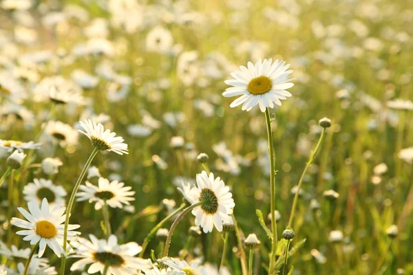 Daisy bir çayırda — Stok fotoğraf