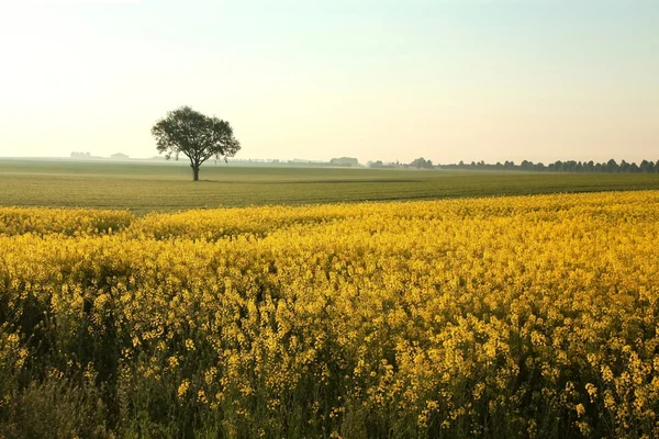 Rural landscape at dawn — Stock Photo, Image