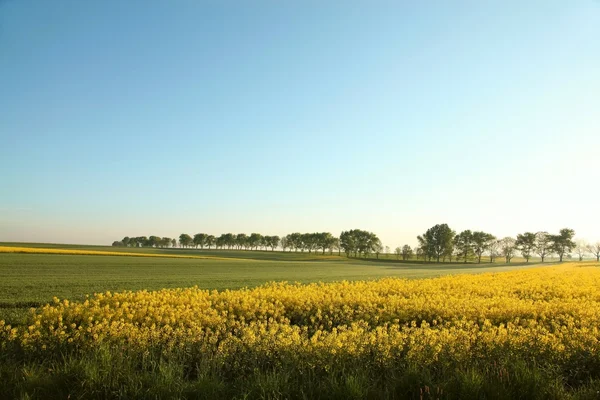 stock image Rural landscape at dawn