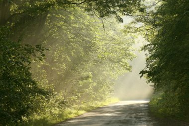 Misty deciduous forest after spring rainfall clipart