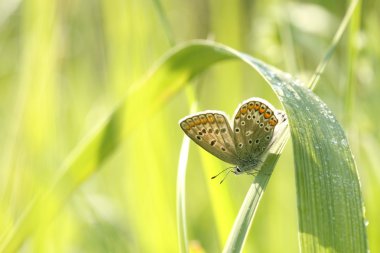 Butterfly backlit by the morning sun clipart