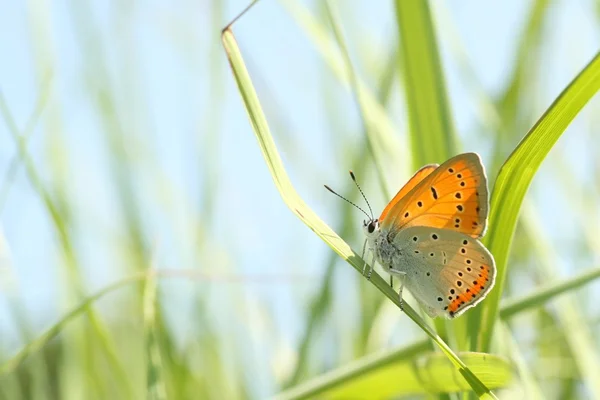 Butterfly proti modré obloze — Stock fotografie