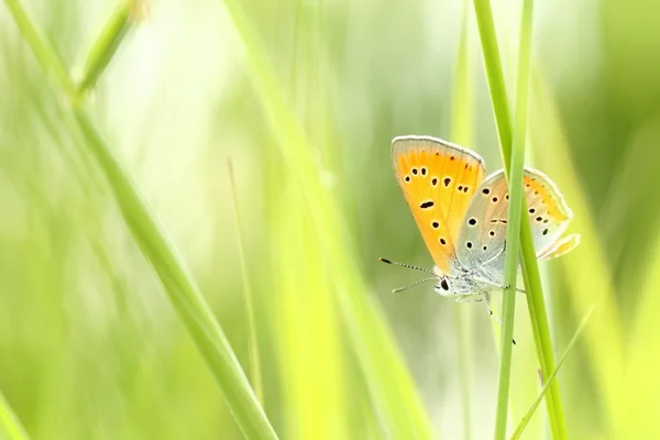 Mariposa sobre una hierba —  Fotos de Stock