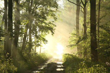 Forest trail on a foggy spring morning clipart