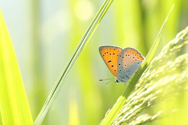 Fechar a borboleta — Fotografia de Stock