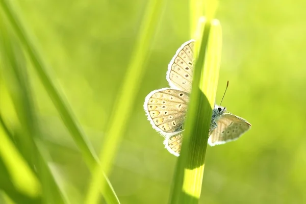 Бабочка на лугу — стоковое фото
