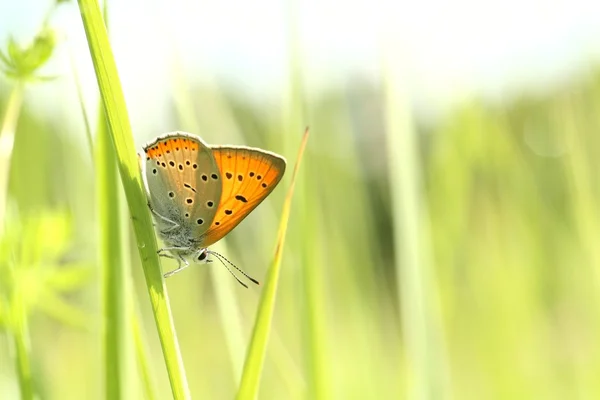 Motyl na wiosna łąka — Zdjęcie stockowe