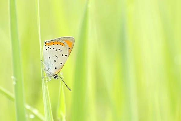 Farfalla su un prato primaverile — Foto Stock