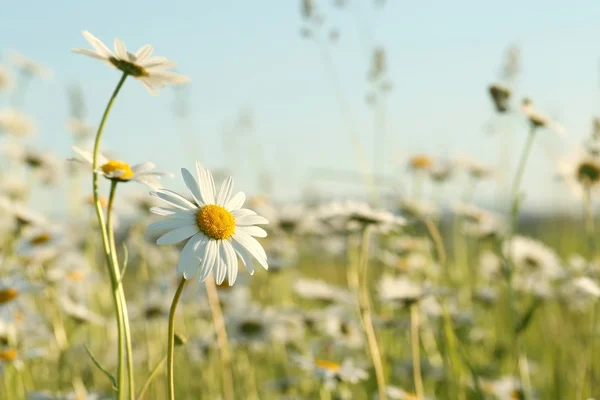 草地上的雏菊 — 图库照片