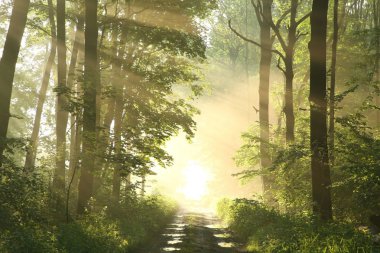 Misty spring deciduous forest at dawn clipart