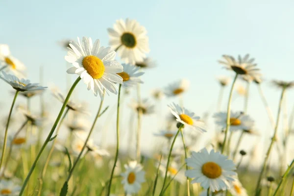 草地上的雏菊 — 图库照片