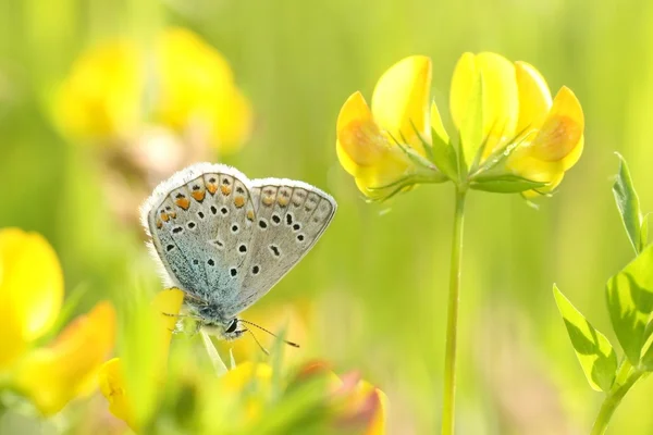 Motýl na žlutém květu — Stock fotografie