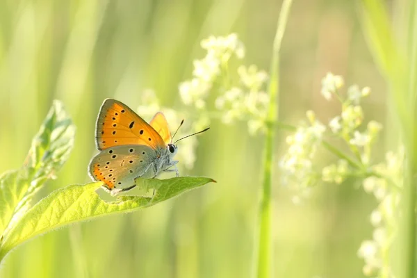 Nahaufnahme von Schmetterling — Stockfoto
