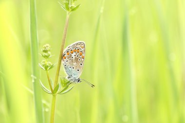 Blue butterfly on a spring meadow clipart