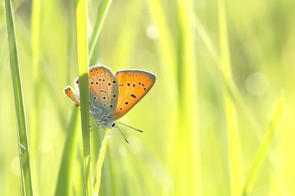 Πεταλούδα σε ένα λιβάδι την άνοιξη — Φωτογραφία Αρχείου