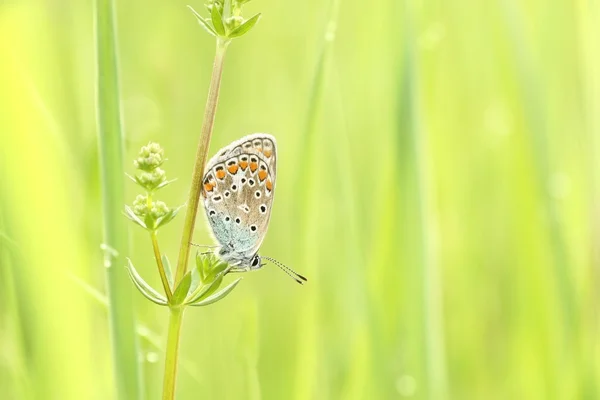 Borboleta azul em um prado de primavera — Fotografia de Stock