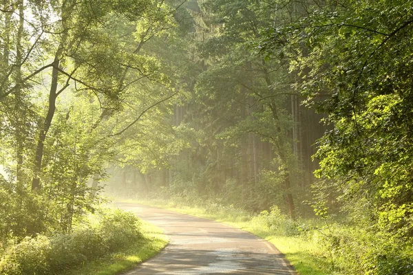 Mglisty las liściasty świcie — Zdjęcie stockowe