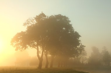 Maple trees surrounded by the morning mist clipart