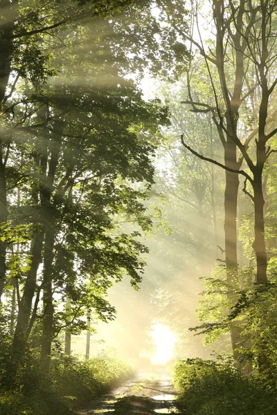 Misty spring forest at dawn Stock Photo