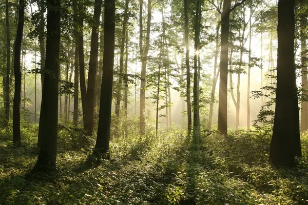 Hajnalban ködös lombhullató erdő — Stock Fotó