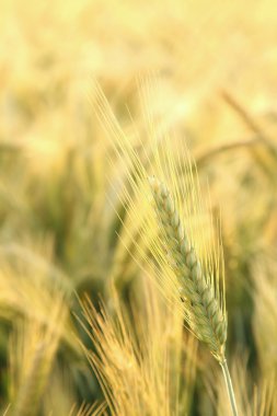 Closeup of wheat ear clipart