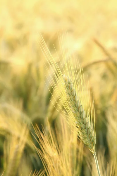 Крупный план пшеничного уха — стоковое фото